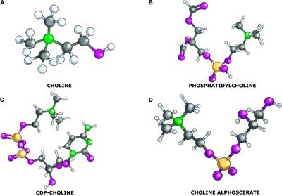 Effects of choline containing phospholipids on the neurovascular unit: A review